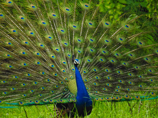 Obraz premium Portrait of a male peacock displaying beautiful plumage