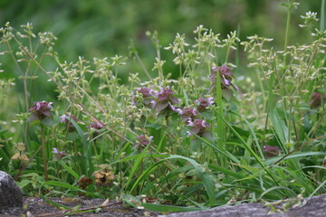 群生して咲くヒメオドリコソウの花