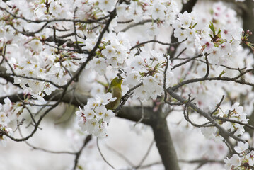 白色のサクラのソメイヨシノの花の蜜を吸うメジロ
