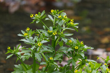 小川に咲く黄色いタガラシの花