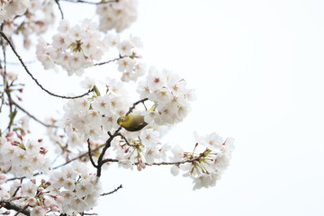 白色のサクラのソメイヨシノの花の蜜を吸うメジロ