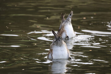 池の水に頭をつけるヒドリガモ