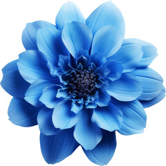 blue flower bloom isolated on white or transparent background,transparency 