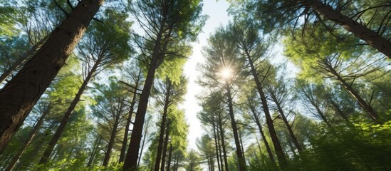 Obraz premium Seen from under parallel pine trees, in the forest the trees are illuminated by the sun, light comes in from the gaps in the green tree leaves, blue light, green