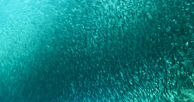 A school of sardines forms a ball to hide from the shark. A flock herd  of millions of fish swirls around the camera and corals. Seascape with a baitball of sardine fish in the Caribbean Sea