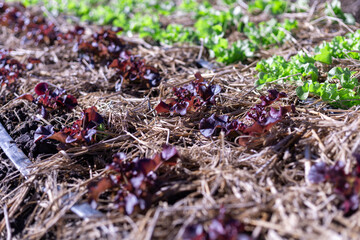 Selective focus Many purple lettuces are growing quickly in the fields because of organic farming by farmers.