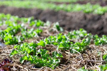 Selective focus Many light green lettuces are growing quickly in the fields because of organic farming by farmers.