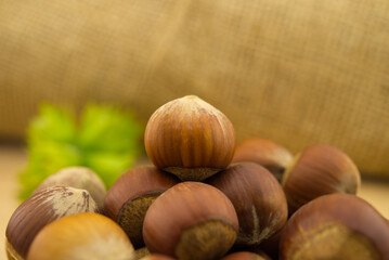 Fresh unshelled hazelnuts in front of the jute sack