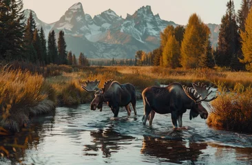Photo sur Plexiglas Chaîne Teton Two moose drinking water from the river in Grand Teton National Park, USA
