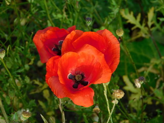 Red or common poppies, or Papaver rhoeas, wild flowers in the spring