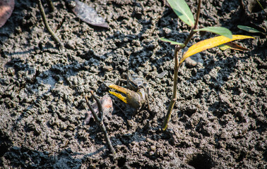 Finger-clawed crabs come out of their holes to find food on the mudflats in the mangrove forest.
