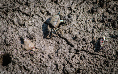 Finger-clawed crabs come out of their holes to find food on the mudflats in the mangrove forest.