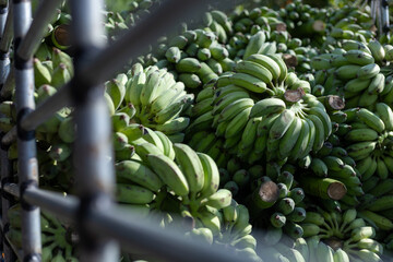 Selective focus green bananas being loaded onto trucks. Many bananas from the orchards are sent to merchants who buy bananas for the fruit market. Sometimes bananas are sent as food to elephant farms.