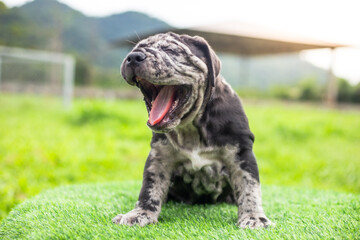 selective focus cute little black and white puppies with gray spots Bandogs puppies Neapolitan...