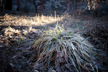 Frozen morning dew on the grass in the forest. Blurred background, bokeh. - obrazy, fototapety, plakaty