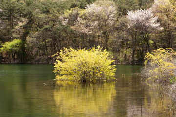 a yellow tree on the lake