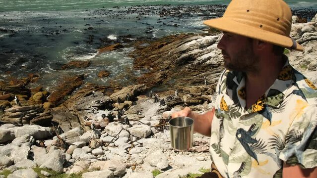 a male traveler in a safari hat drinks from a mug on the ocean near a flock of penguins. African penguin on the sandy beach. Boulders colony. Cape Town. South Africa. camping man drinking water 