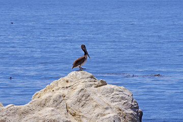 California brown pelican sitting on a rock - Powered by Adobe
