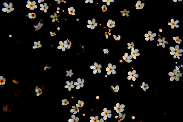 small and cute spring flower