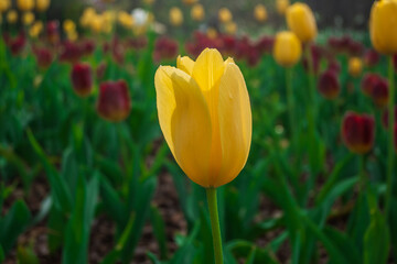 Fototapeta premium Yellow Tulip Beauty, Atlanta Botanical Garden, Atlanta, Georgia