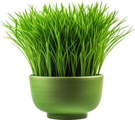 green pot,green grass pot isolated on white or transparent background,transparency