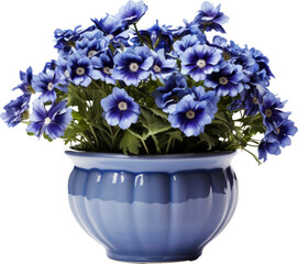 flower pot,blue flower pot isolated on white or transparent background,transparency