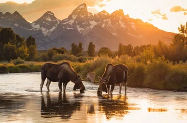 Foto op Plexiglas Tetongebergte Two moose drinking water from the river in Grand Teton National Park, USA