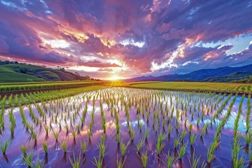 Fotobehang The Soothing Beauty of Sunset Reflected in a Post-Harvest Rice Field – Experience the Ultimate Countryside Charm © cwa
