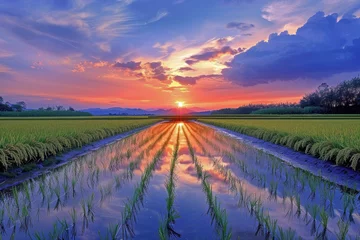 Fotobehang The Soothing Beauty of Sunset Reflected in a Post-Harvest Rice Field – Experience the Ultimate Countryside Charm © cwa