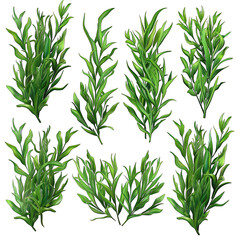 Fresh and Vibrant Samphire Illustration Set - Detailed 3D Realistic Design for Print and Web - Isolated Vector Flat Color on White Background - High-Quality Clipart for Various Projects
