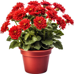 flower pot,red beautiful flower pot,isolated on white ,transparent background,transparency