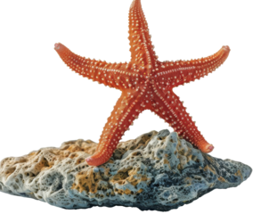 Starfish on stone isolated on white background. 3D illustration.