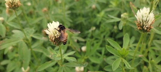  Just hanging out on a flower, doing my pollinator duties like a boss ! 