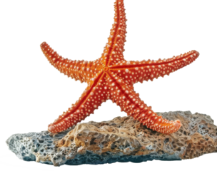 Starfish on a rock isolated on a white background. 
