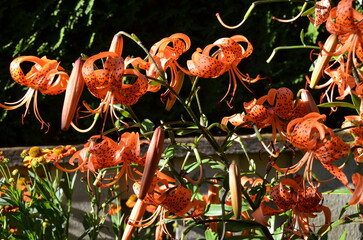 The Tiger Lilies
Tiger Lilies are one of the oldest species in cultivation. Their petals curve backward (recurved) and the double form is popular. They produce hardy clusters of flowers 