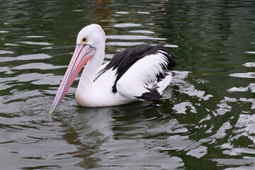 Australian pelican (Pelecanus conspicillatus) floating on water. Australian pelican is a large waterbird in Pelecanidae Family. Bird in natural environment.