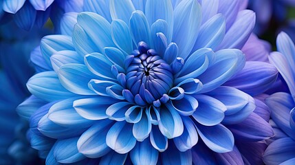 purple blue chrysanthemum