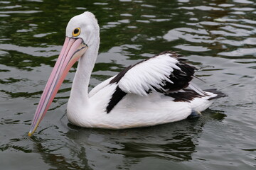 Australian pelican (Pelecanus conspicillatus) floating on water. Australian pelican is a large waterbird in Pelecanidae Family. Bird in natural environment.