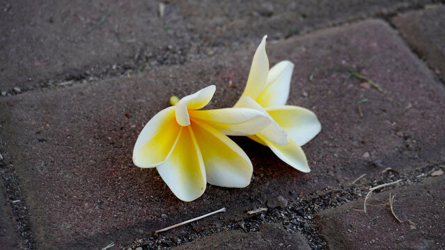 The frangipani flower with a combination of white and yellow has fallen from the tree - Powered by Adobe