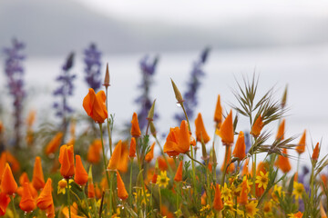 California poppy wildflowers at Diamond valley lake.