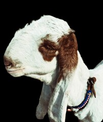Indian goat, milk meat dairy domestic animal jamnapari breed closeup image stock photo 
