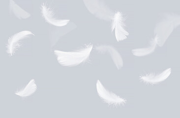Abstract White Bird Feathers Falling in The Air. Feathers Softness Falling as Background.
