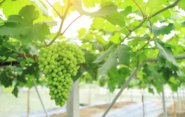 young raw green grapes on wire in organic farm of grapes