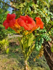The name of Thong Urai flower, many red flowers in Thailand.