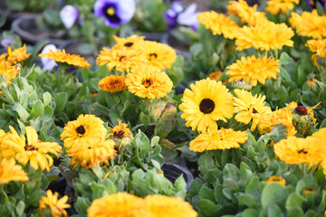 yellow Calendula officinalis flower in garden, Pot Marigold, Ruddles, Mary's gold or Scotch marigold is a flowering plant in the daisy family Asteraceae, Calendula flower closeup