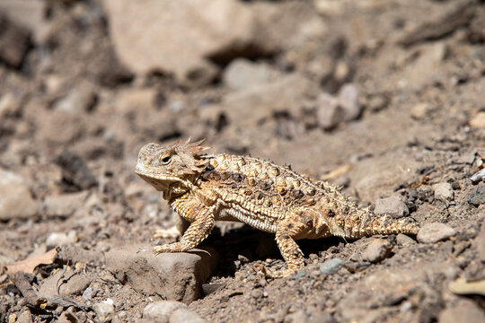 Horned Liard (horned Toad) in Arizona Desert