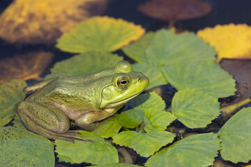 Green frogs on pond	