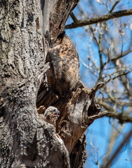 Great Horned Owl, Mother and Owlet, April, Minneapolis, Minnesota