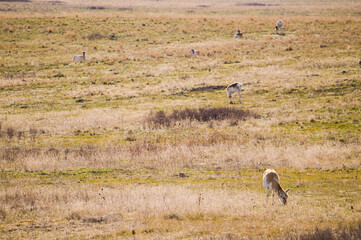 Obraz na płótnie Canvas Herd Of Antelope In Field