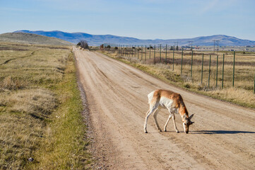 Dirt Road With Pronghorn